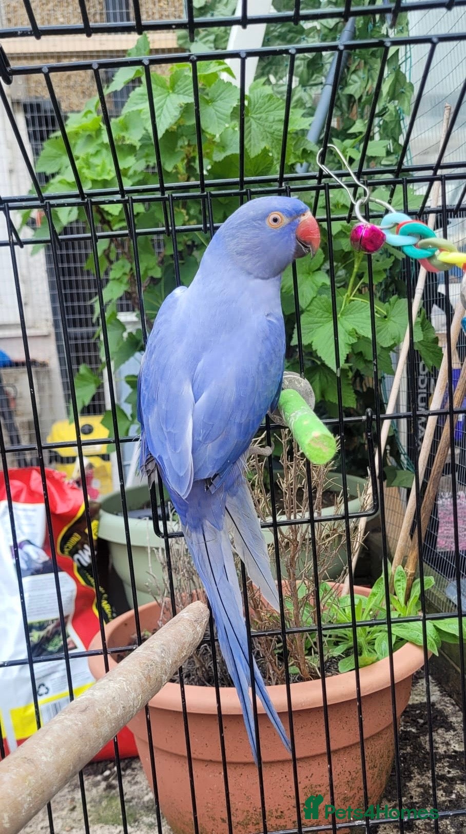 Budgerigars birds Violet and turquoise beautiful birds  - Advert 3