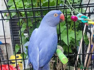 Budgerigars birds Violet and turquoise beautiful birds - Advert 3