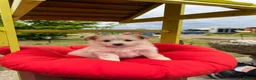 Pomeranian dogs for sale:  April fools Pomeranian puppies - Advert 3