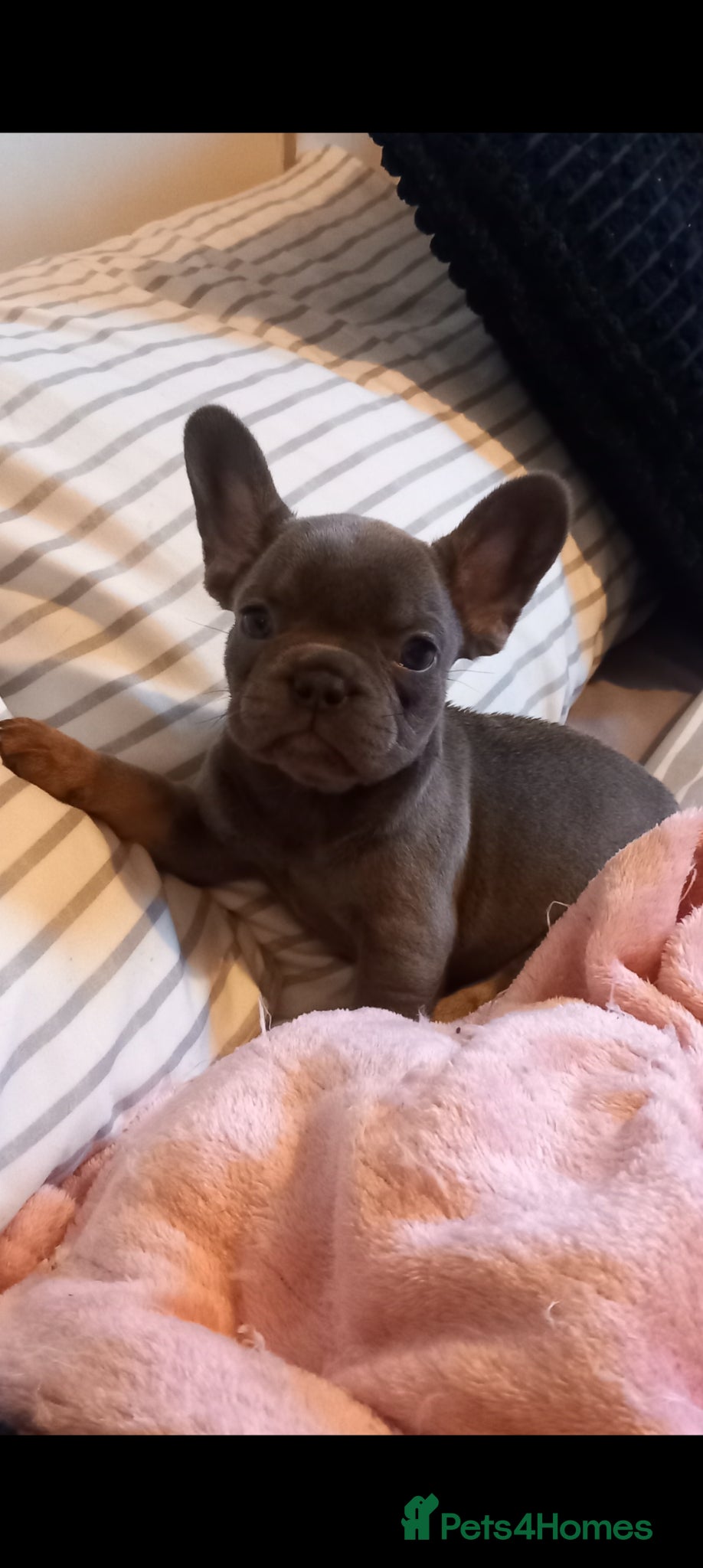 French Bulldog dogs Girl lilac and tan frenchie pup - Advert 7