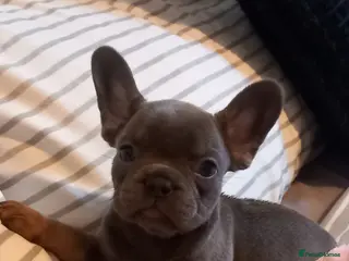 French Bulldog dogs Girl lilac and tan frenchie pup - Advert 7