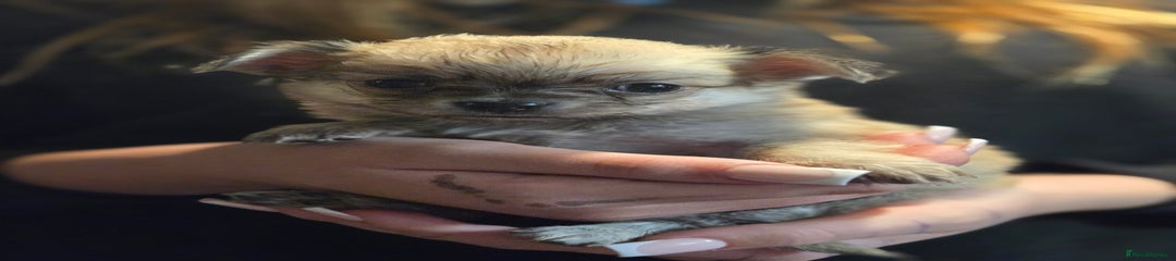 Chihuahua Puppy 1 rosey