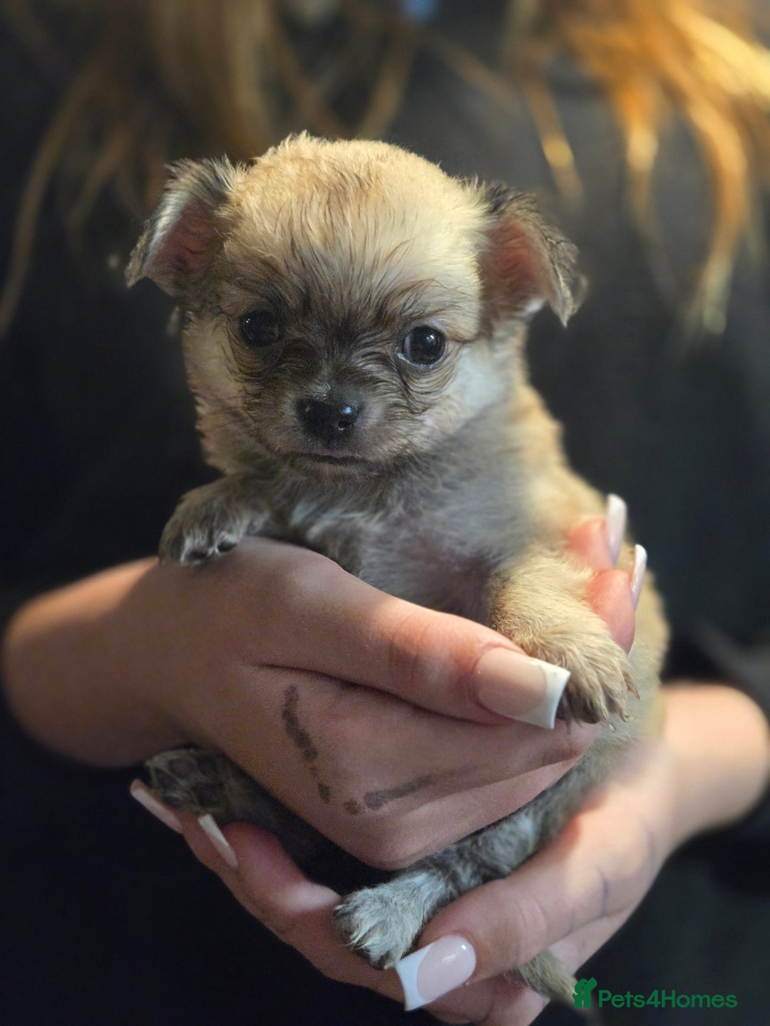 Chihuahua dogs for sale: Chihuahua pups  - Image 3