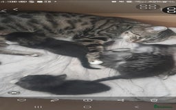 Mixed Breed cats for sale: 2 beautiful kittens - Image 2