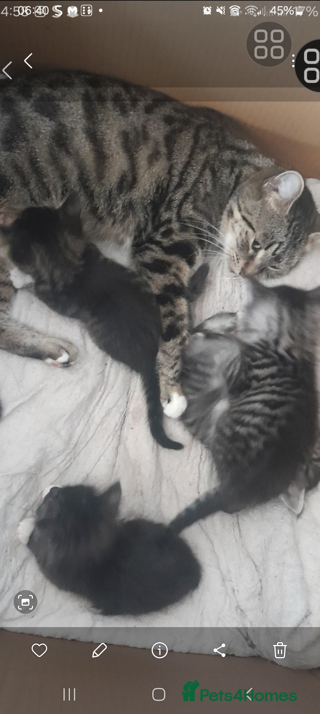 Mixed Breed cats for sale: 2 beautiful kittens - Image 2