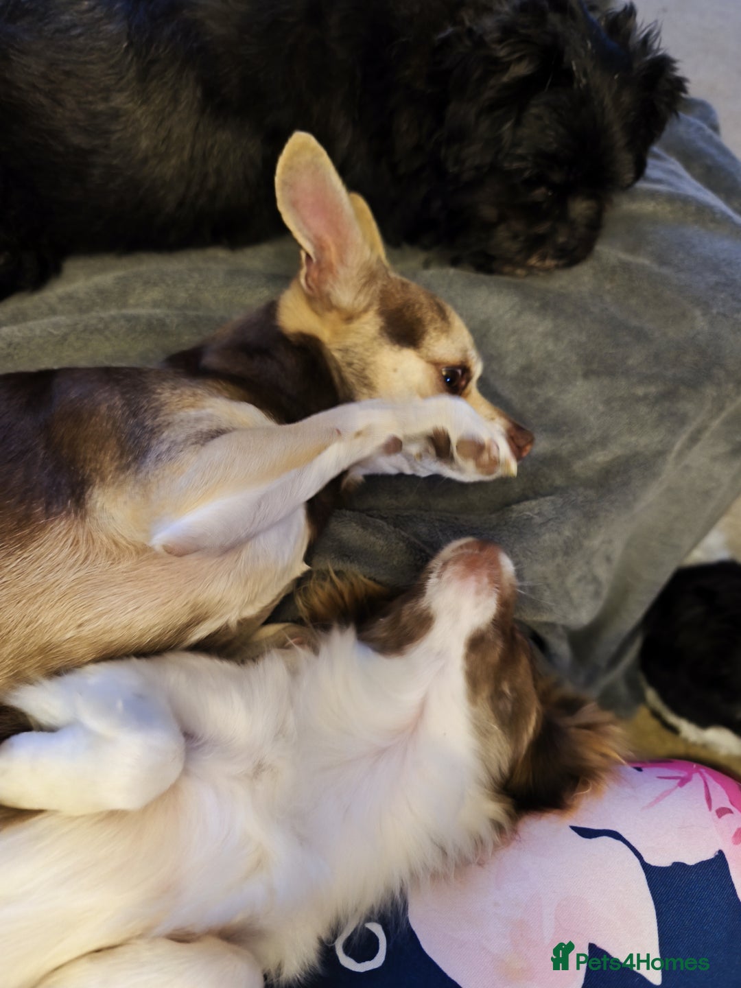 Chihuahua dogs for sale: Toto and Oz - Advert 4