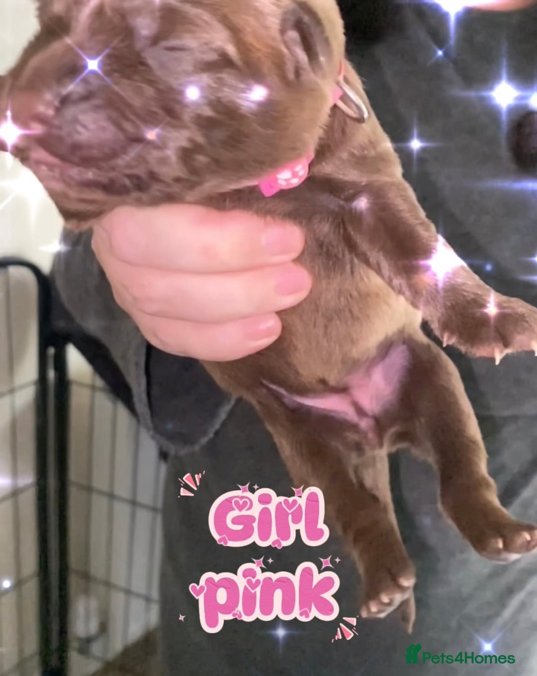 Mixed Breed dogs for sale: 🐾 Beautiful Puppies Looking 4 A Forever Homes 🐾 - Image 17