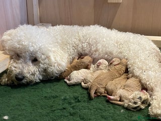 Poochon dogs 🐾Miniature Poochon puppies ready February 8, 2026 - Advert 12