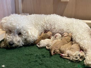 Poochon dogs 🐾Miniature Poochon puppies sold 8/2/26 - Advert 7