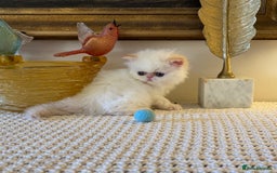 Persian cats for sale: Stunning TICA Blue Eye Persian Babies  - Advert 3