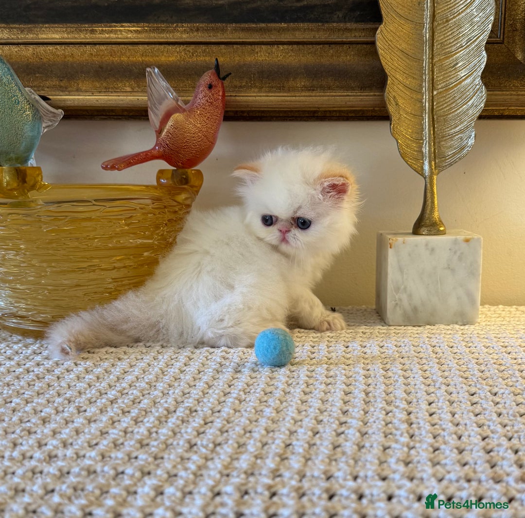 Persian cats for sale: Stunning TICA Blue Eye Persian Babies  - Advert 3
