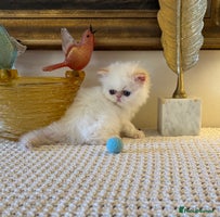 Persian cats Stunning TICA Blue Eye Persian Babies - Advert 3