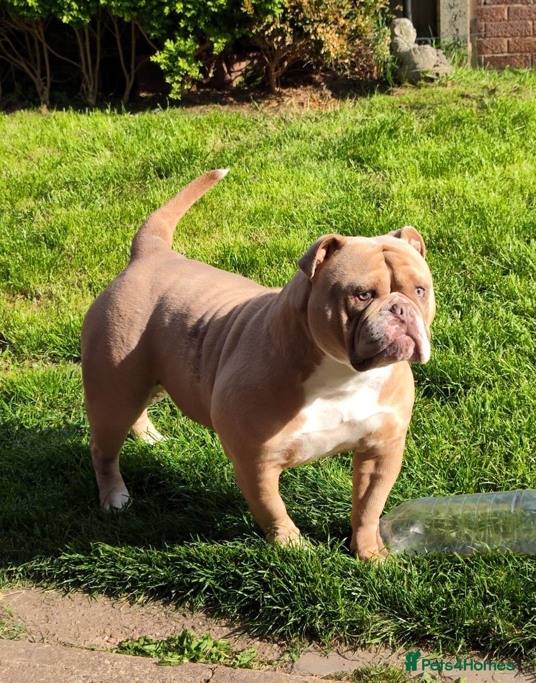 Olde English Bulldogge dogs for sale: Olde english bulldogge pups 1 male / 1 female  - Image 5