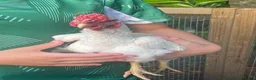 Chickens poultry for sale: Ko shamo - Advert 4