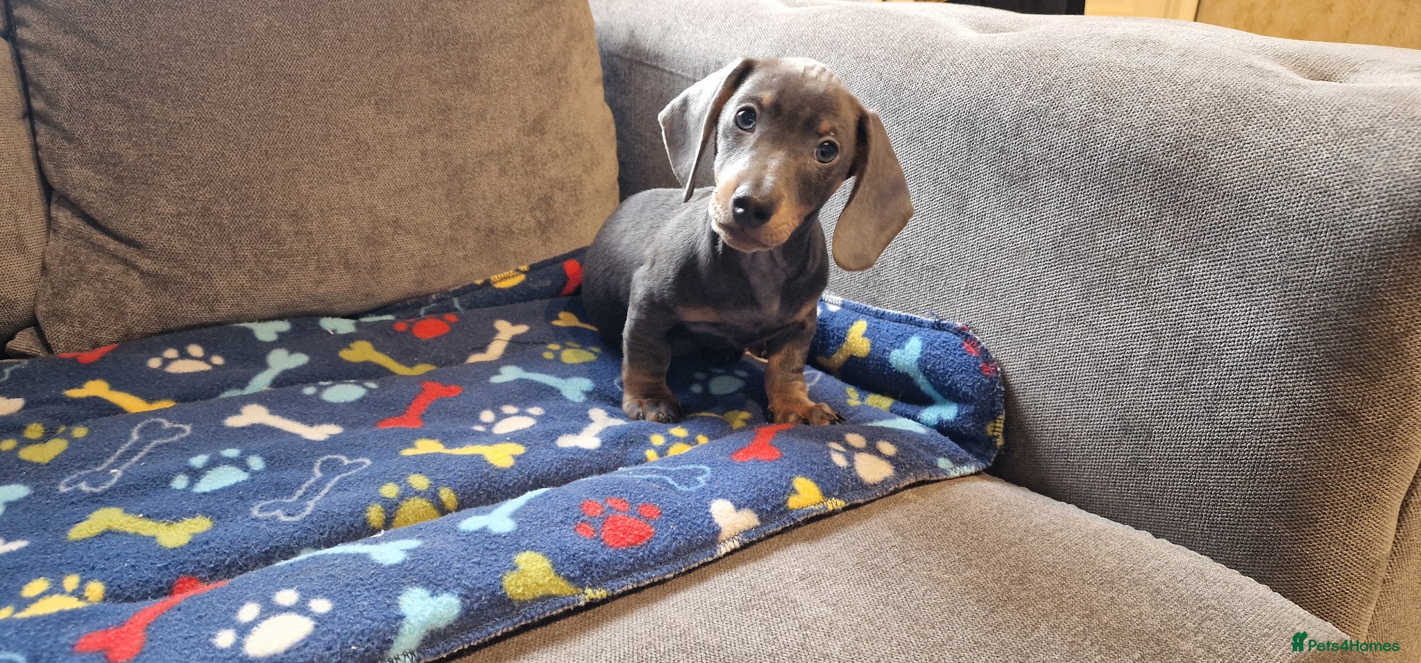 Miniature Dachshund dogs Ready to Leave  1 male 1 female - Advert 9