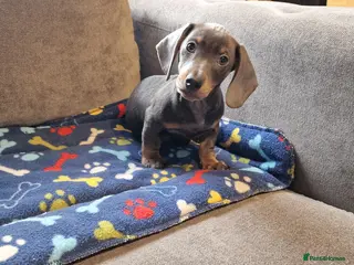 Miniature Dachshund dogs Ready to Leave 1 male 1 female - Advert 1