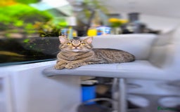 Scottish Fold cats for sale: Beautiful Aurora - Advert 3