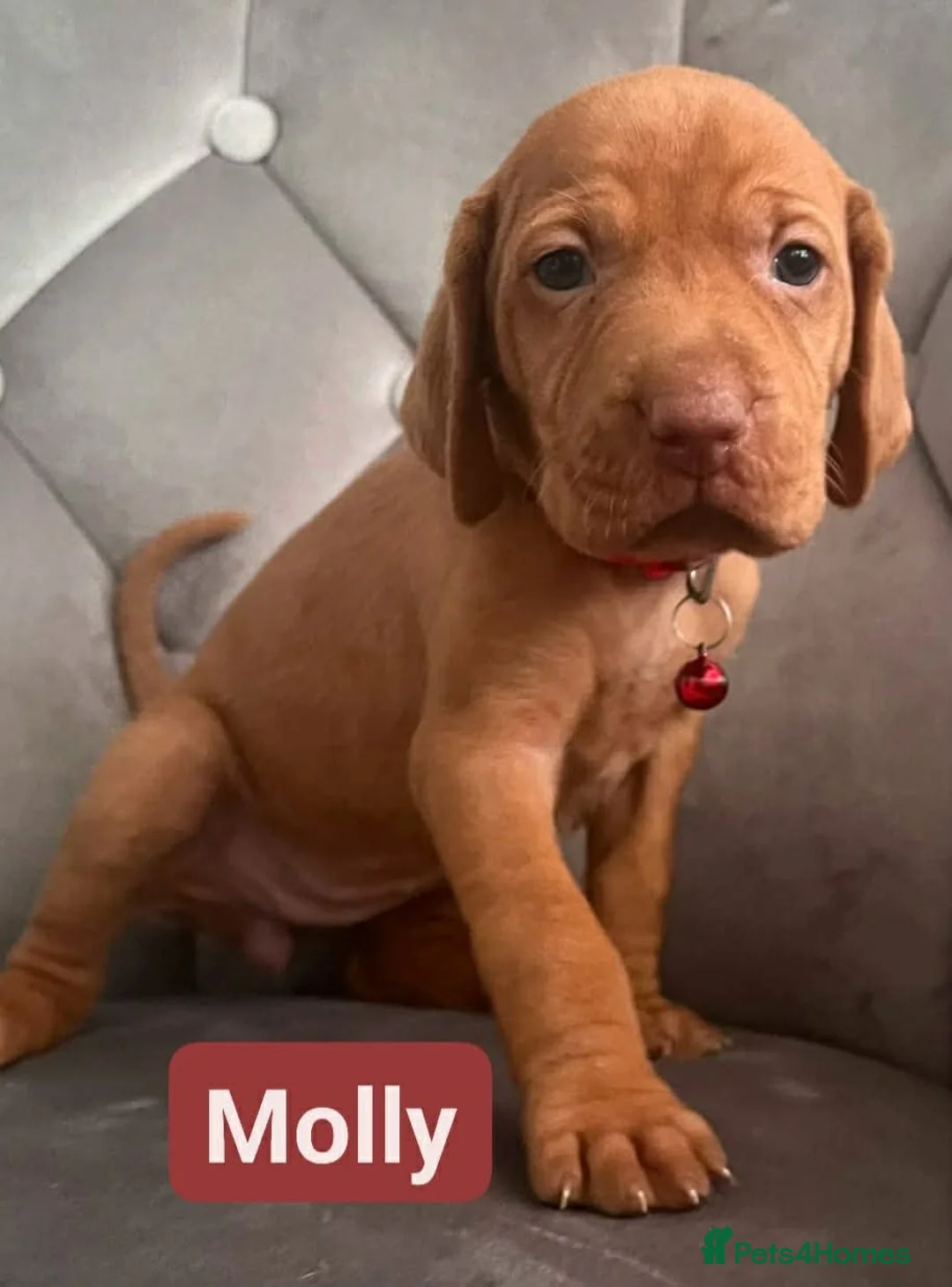 Hungarian Vizsla dogs for sale: Extra Ordinary Beautiful Hungarian Vizsla - Advert 9