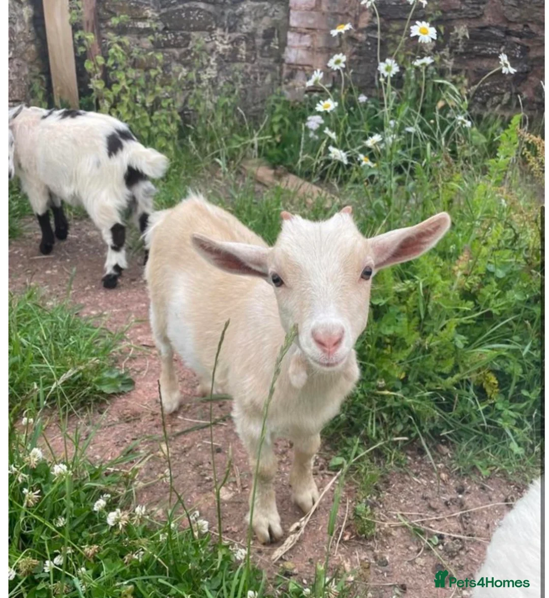 Goats livestock for sale: 2 gorgeous Pygmy nanny’s for sale  - Advert 2