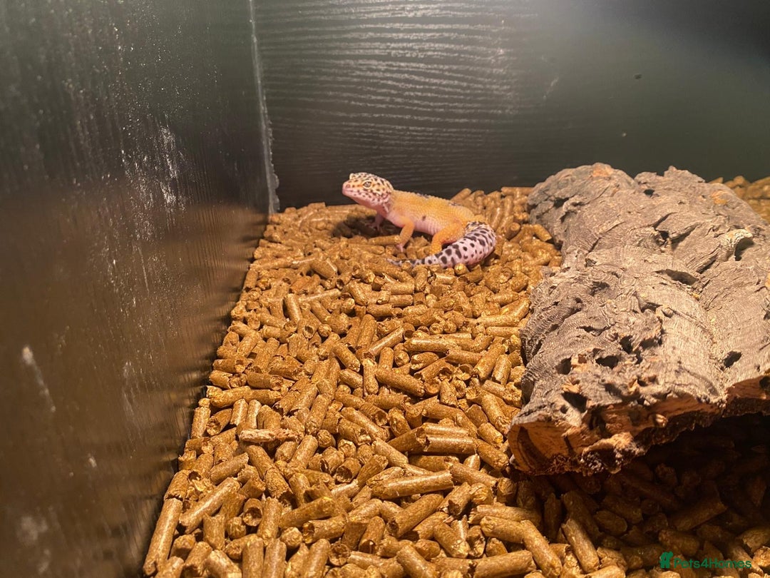Leopard Gecko reptiles for sale: Leapard Gecko Full setup - Advert 5