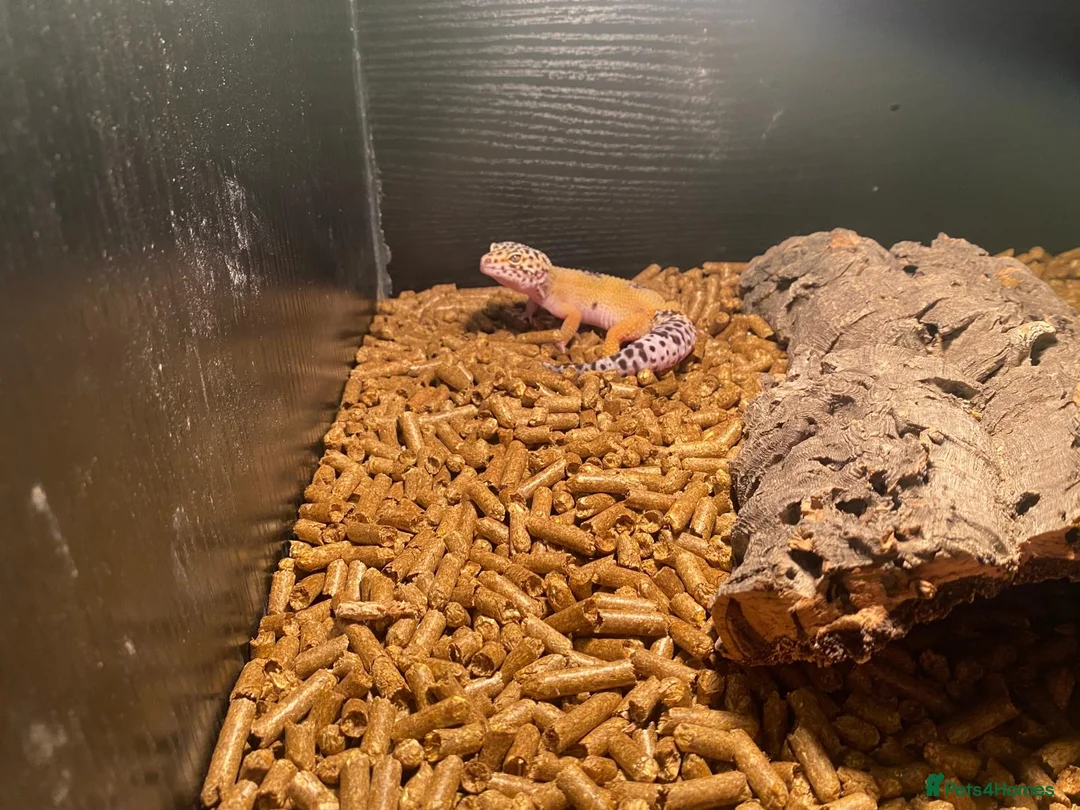 Leopard Gecko reptiles for sale: Leapard Gecko Full setup - Advert 5