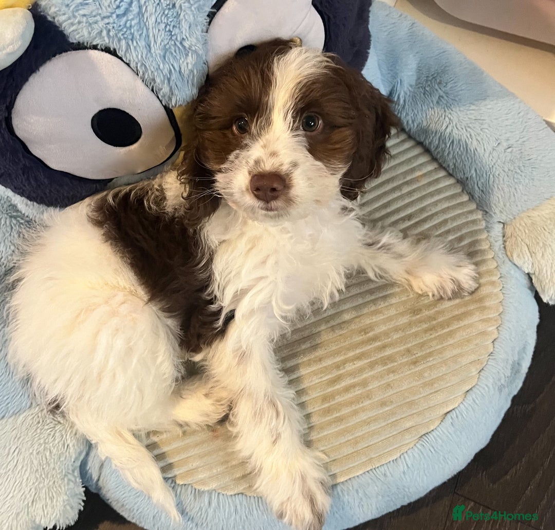 Cockapoo dogs for sale: 11 week old, Female Cockapoo puppy for rehoming - Advert 3