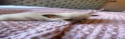 Tonkinese cats for sale: Tonkinese x Raagdoll -Tonkdoll - Advert 18