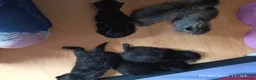 Mixed Breed cats for sale: KITTENS LOOKING FOR LOVING HOMES - Advert 25