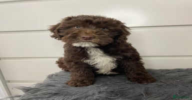 Mixed Breed dogs - Advert 12
