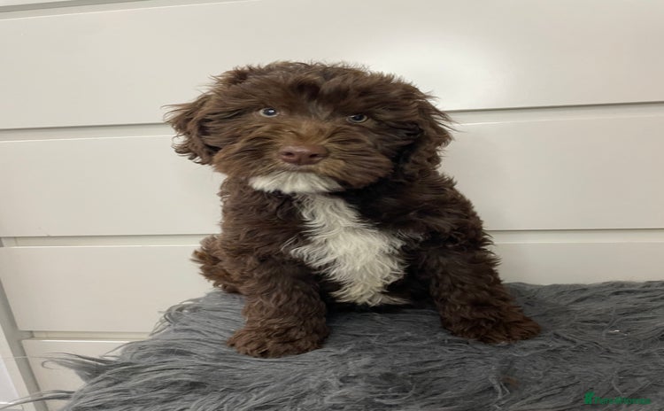 Mixed Breed dogs - Advert 3