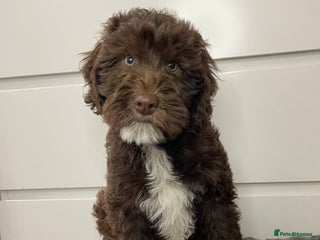 Mixed Breed dogs - Advert 5