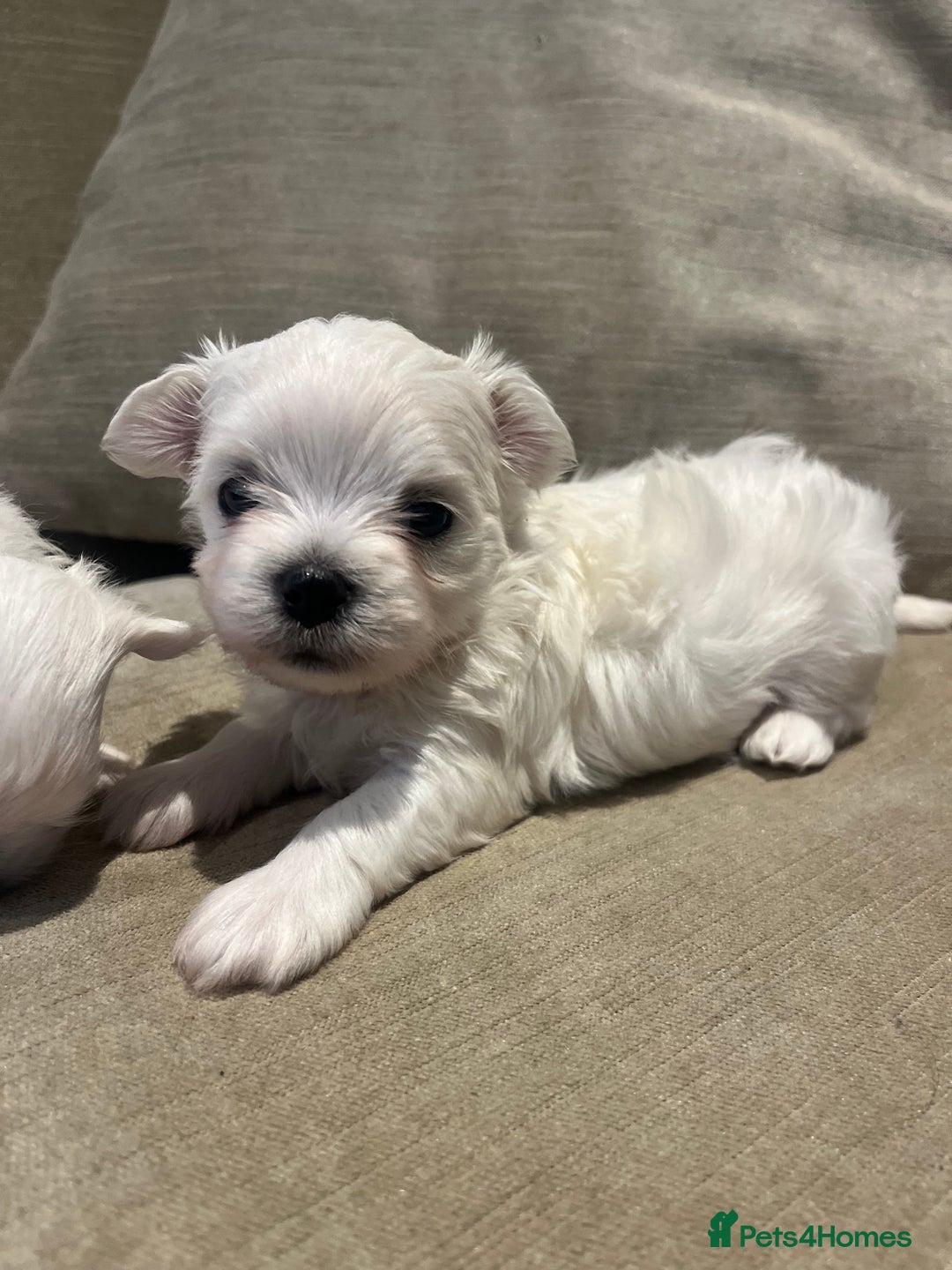 Maltese dogs for sale: Tiny Korean Maltese Boys - Advert 22