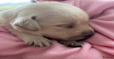 Labrador Retriever dogs - Advert 4