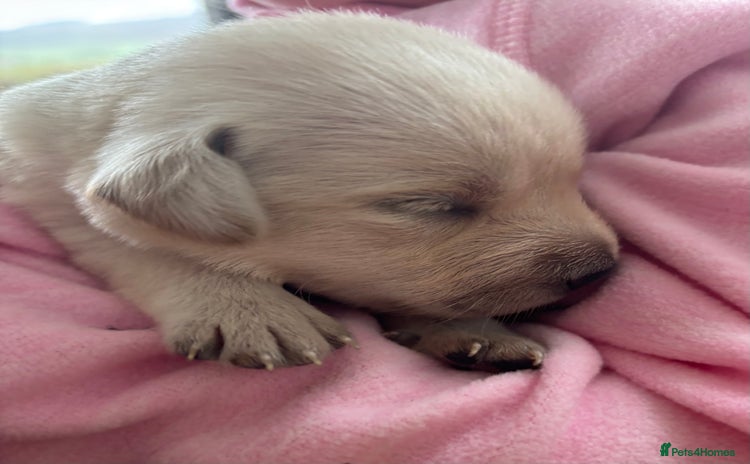 Labrador Retriever dogs - Advert 9