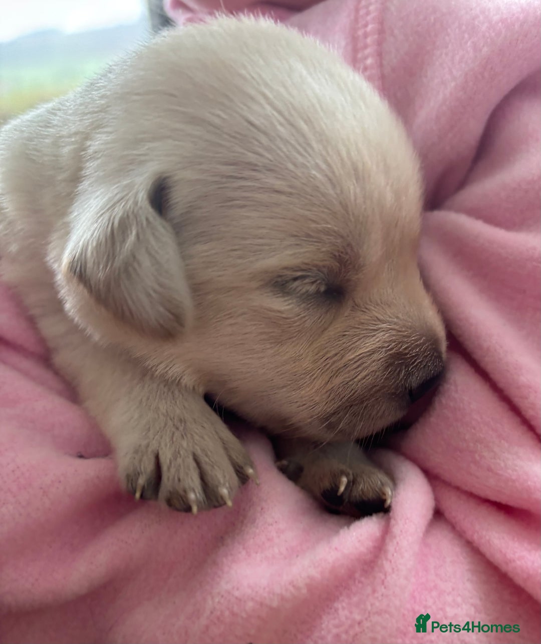 Labrador Retriever dogs for sale: Pretty Perfect Labrador Puppies- Ready in December - Image 2