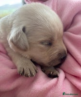 Labrador Retriever dogs - Advert 5