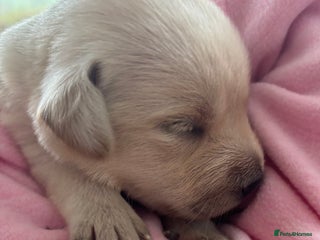 Labrador Retriever dogs - Advert 14