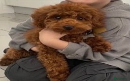 Cavapoo dogs for sale:  GORGEOUS EXTENSIVELY HEALTH TESTED TOY CAVAPOOS - Image 14