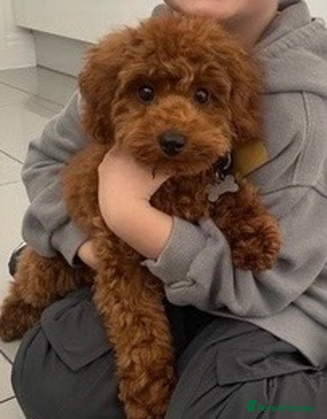 Cavapoo dogs for sale:  GORGEOUS EXTENSIVELY HEALTH TESTED TOY CAVAPOOS - Image 14