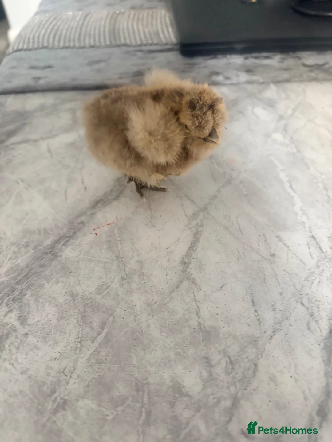 Chickens poultry for sale: Silkie chicks - Advert 5
