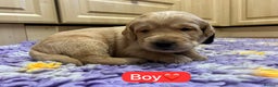 Labradoodle dogs for sale: Gorgeous labradoodle puppies - Advert 4