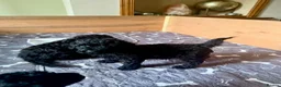 Cockapoo dogs for sale: Ready Now f1b Black & Brown Cockapoo Puppies! 🐾 - Advert 32