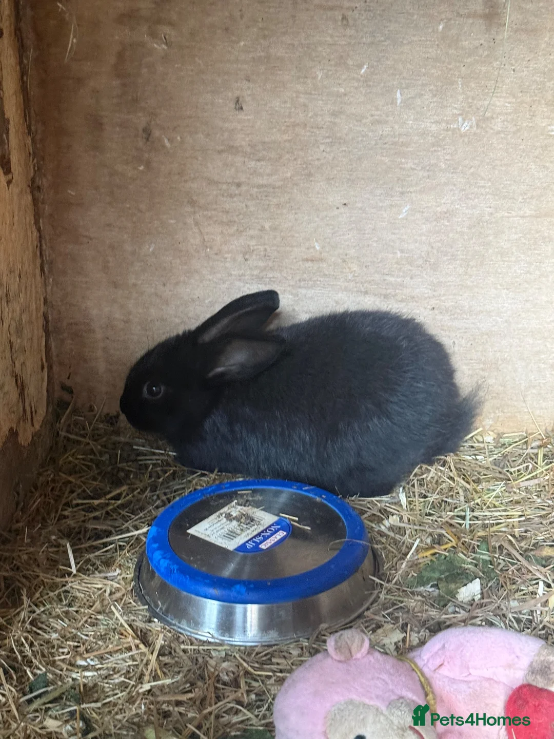 New Zealand rabbits for sale: New Zealand x Rex  - Advert 10