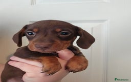 Miniature Dachshund dogs for sale: Kc miniature-dachshund pups - Image 6