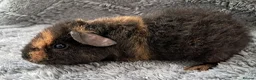 Guinea Pig rodents for sale: Beautiful baby teddy brothers for sale - Advert 4