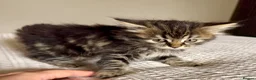 Persian cats for sale: READY TO LEAVE - Persian Kittens  - Advert 9