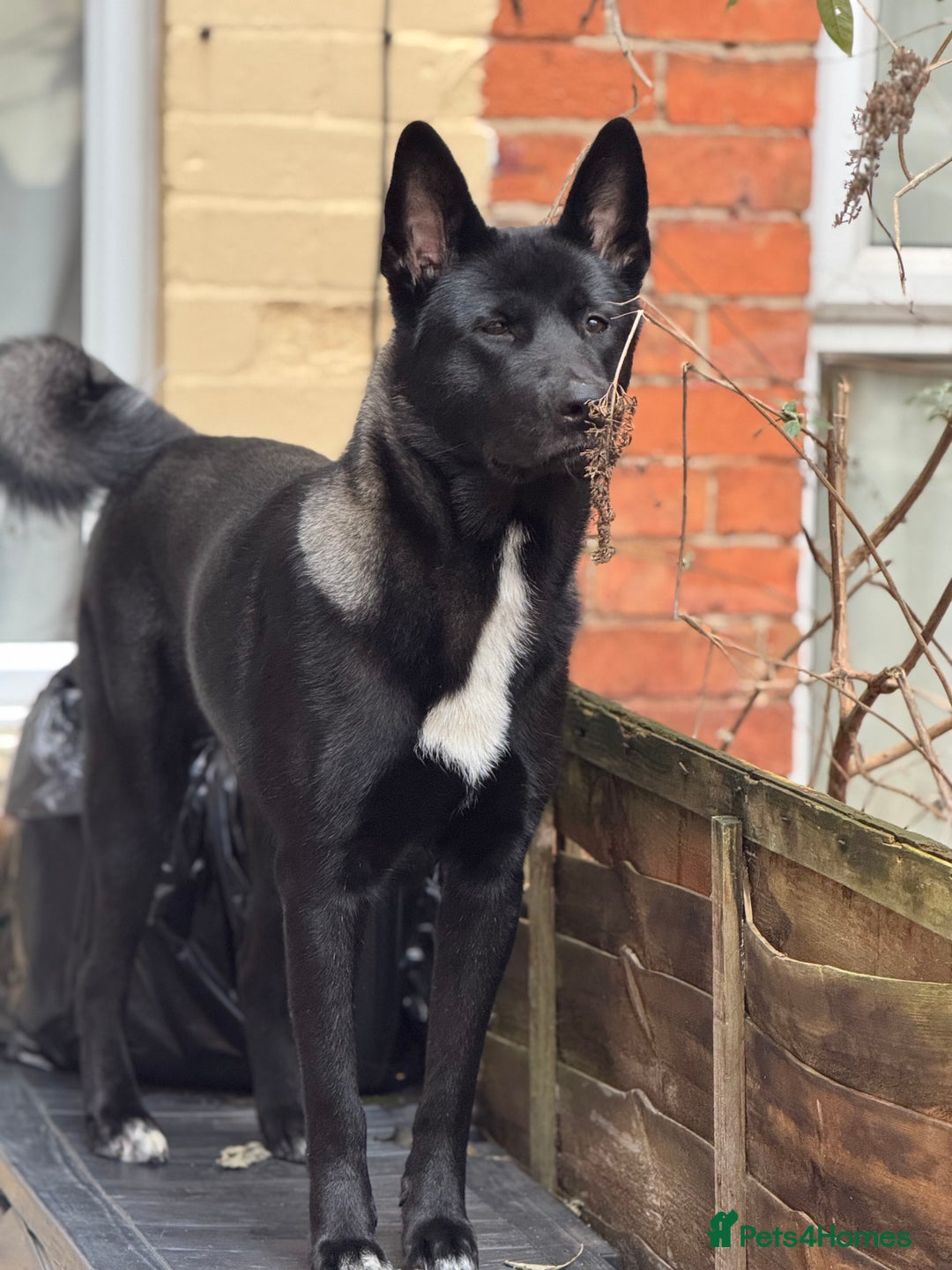 Huskita dogs for sale: Huskita male for sale 11 months old - Advert 2