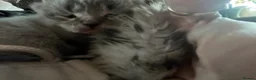 Mixed Breed cats for sale: Stunning Ragdoll / Bengal Mixed Kittens in Shipley - Advert 6
