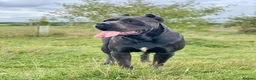 Cane Corso dogs for sale: BEAUTIFUL CANE CORSO PUPPIES – ICCF REGISTERED 🐾 - Advert 2