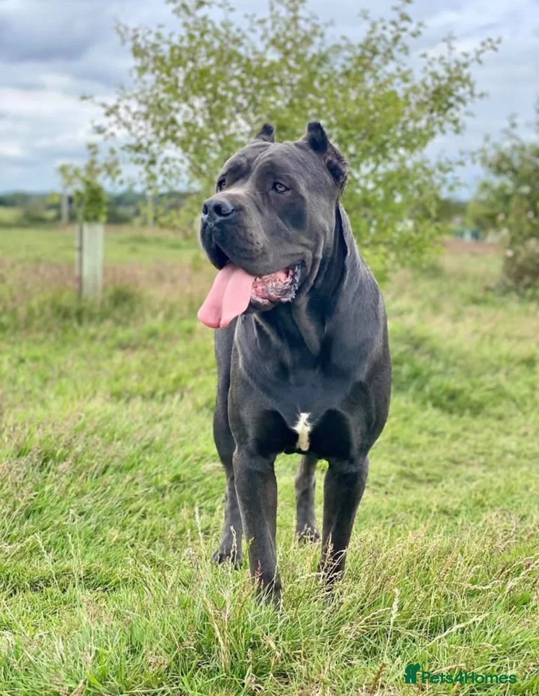Cane Corso dogs for sale: BEAUTIFUL CANE CORSO PUPPIES – ICCF REGISTERED 🐾 - Advert 2